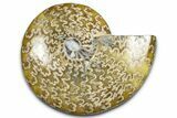 Polished Ammonite (Cleoniceras) Fossil - Madagascar #369615-1